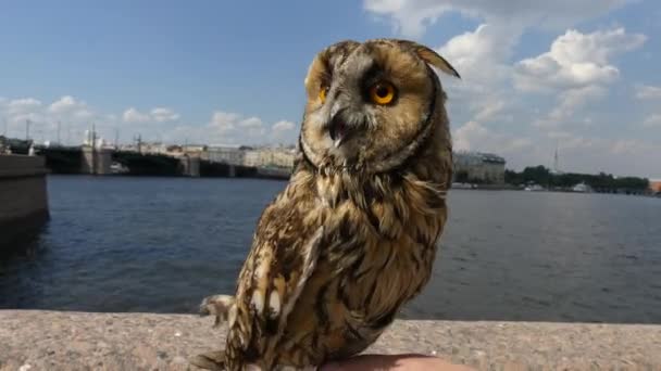 Owllooking, ezen a környéken: város napja — Stock videók