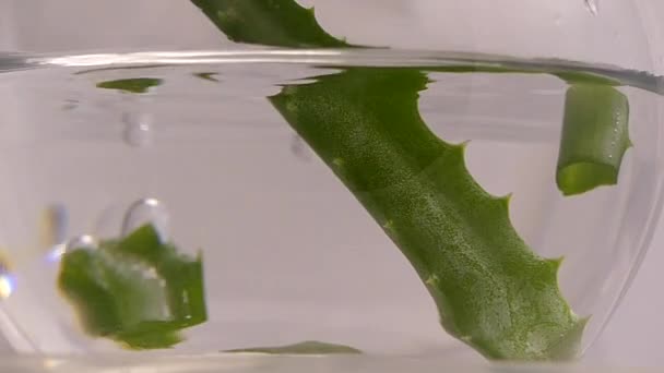 Plastry aloe vera spadające wody zwolnionym tempie — Wideo stockowe