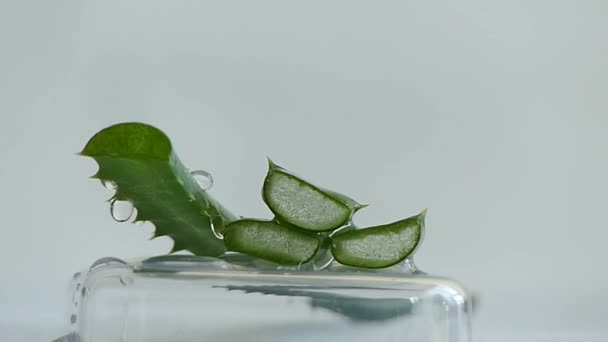 Kapky vody zelený aloe vera rostlina