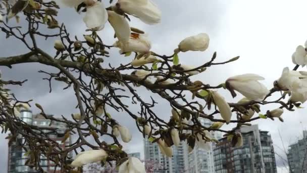 Magnolia árvore florescer edifícios modernos primavera — Vídeo de Stock