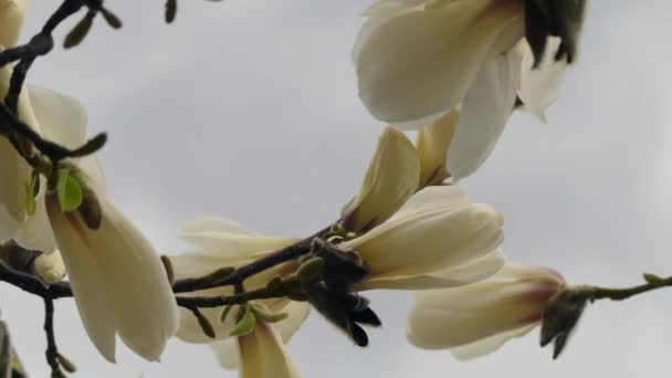 Magnolia biała pąki zbliżenie blosson wiosna — Wideo stockowe