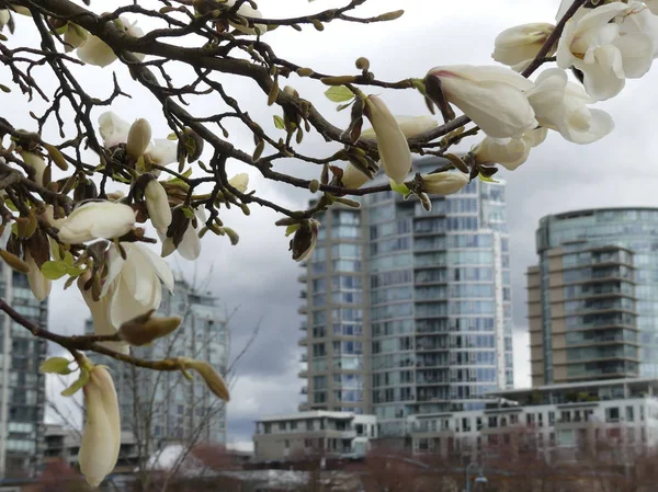 Urban spring white marnolia branch Vancouver