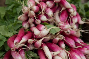 Kırmızı hervested turp çiftçilere piyasa