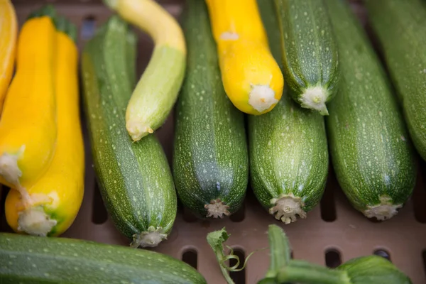 Kabak kabak taze yeşil sarı çiğ sebze yiyecek
