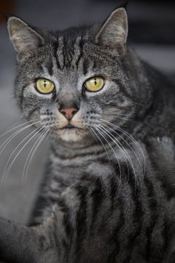 Greay şirin genç kedi dikey portre