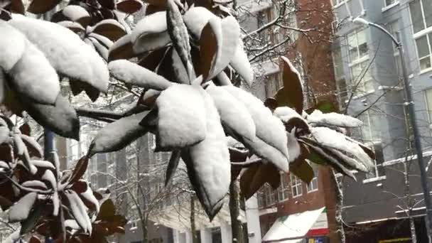 Tropical tree under snow climate anomaly Vancouver — Stock Video