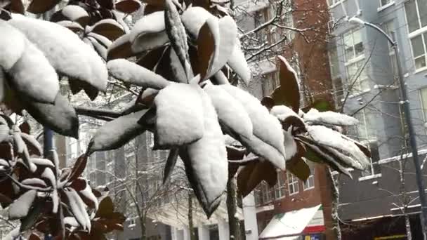 Tropikal ağacın altında kar iklim anomali Vancouver — Stok video