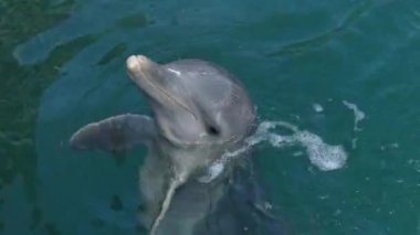 Mutlu yunuslar mavi su oynarken