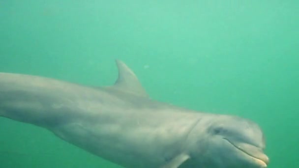 Niedlicher Delfin schwimmt unter Wasser — Stockvideo