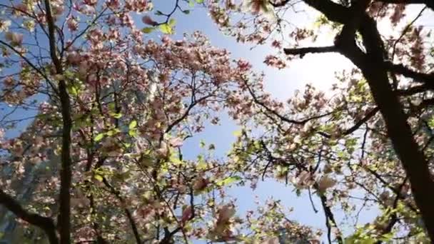 Sunshine beam travelling across crown pink magnolia tree — Stock Video