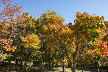 Sonbaharda güzel park manzarası