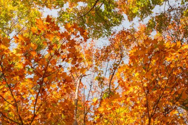 Sonbaharda güzel park manzarası