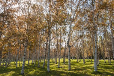 Sonbaharda güzel park manzarası