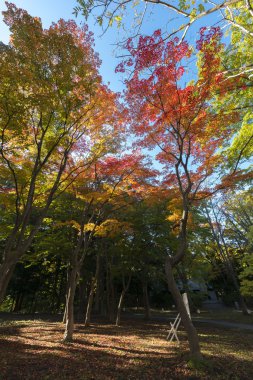 Sonbaharda güzel park manzarası