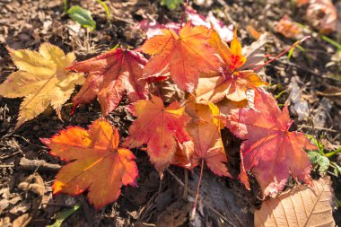 Sonbaharda güzel park manzarası