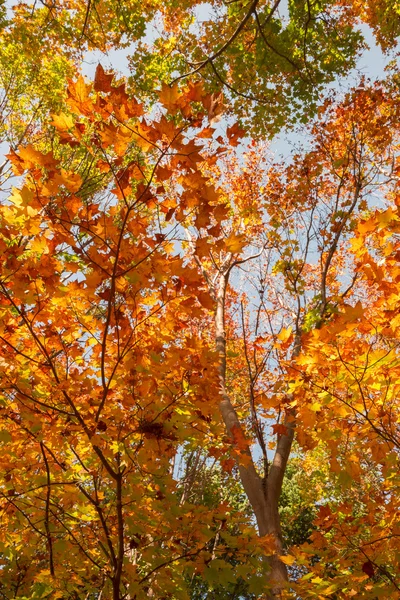 Sonbaharda Güzel Park Manzarası — Stok fotoğraf