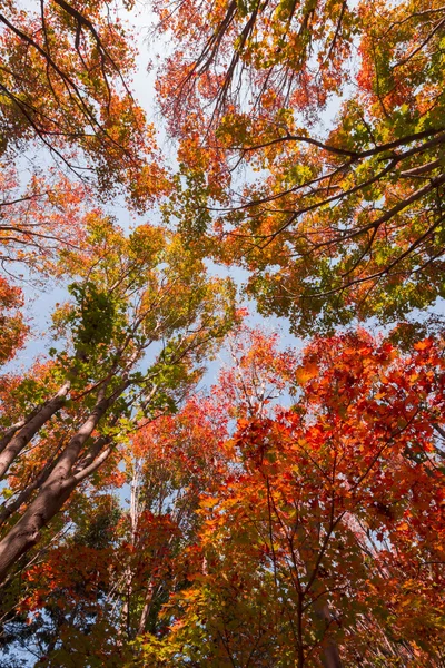 Sonbaharda Güzel Park Manzarası — Stok fotoğraf