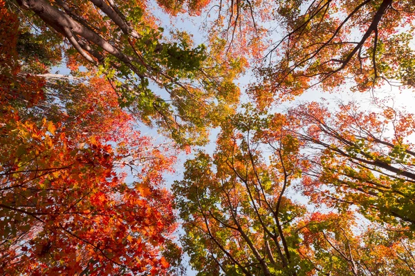 Sonbaharda Güzel Park Manzarası — Stok fotoğraf