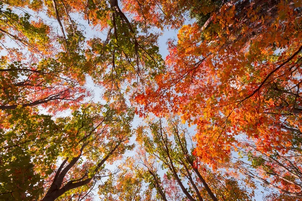 Sonbaharda Güzel Park Manzarası — Stok fotoğraf