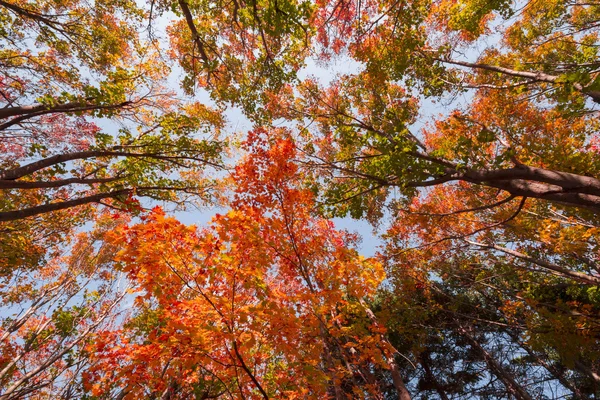 Sonbaharda Güzel Park Manzarası — Stok fotoğraf