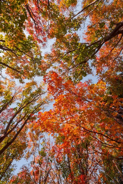 Sonbaharda Güzel Park Manzarası — Stok fotoğraf