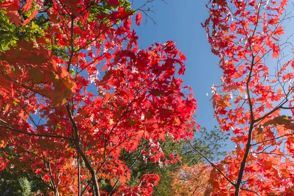 Sonbaharda Güzel Park Manzarası — Stok fotoğraf