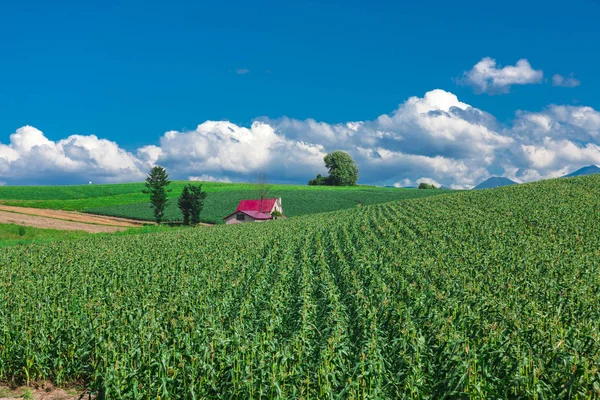 Ein wunderschönes landwirtschaftliches Gebiet Japans — Stockfoto