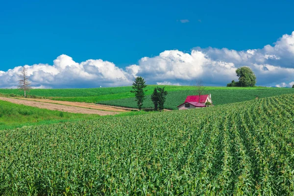 Uma bela área agrícola do Japão — Fotografia de Stock