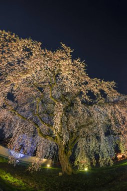 Japonya'da bahar tam bloom kiraz çiçekleri güzel