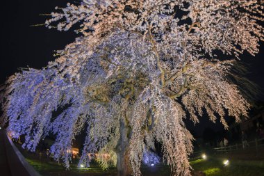 Japonya'da bahar tam bloom kiraz çiçekleri güzel