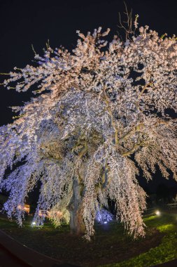 Japonya'da bahar tam bloom kiraz çiçekleri güzel