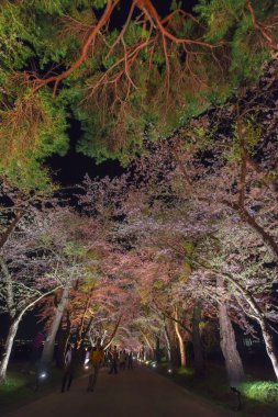 Japonya'da bahar tam bloom kiraz çiçekleri güzel