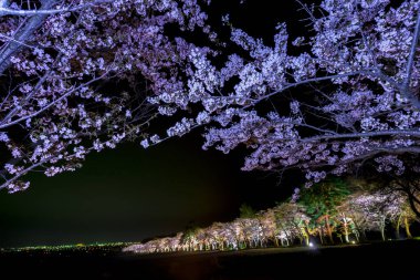 Japonya'da bahar tam bloom kiraz çiçekleri güzel