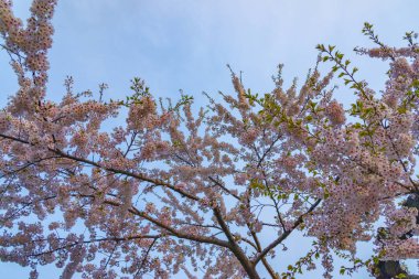 Japonya'da bahar tam bloom kiraz çiçekleri güzel