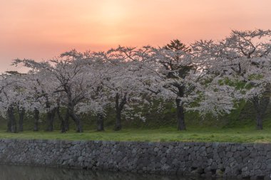Japonya'da bahar tam bloom kiraz çiçekleri güzel