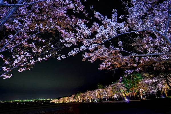 Hermosas flores de cerezo en plena floración en la primavera de Japón —  Fotos de Stock