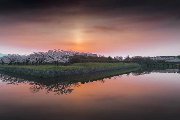 Vackra blommande körsbärsträd i full blom i våren i Japan — Stockfoto