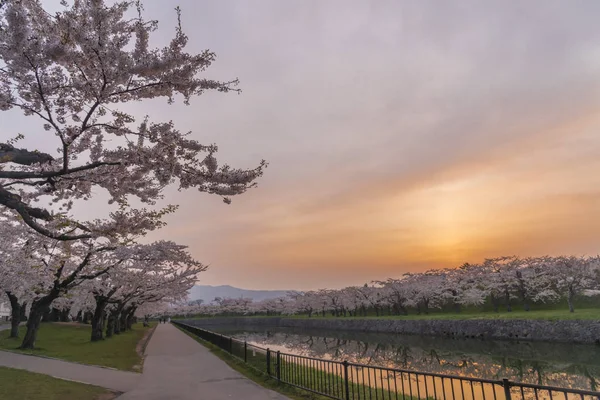 Vackra blommande körsbärsträd i full blom i våren i Japan — Stockfoto