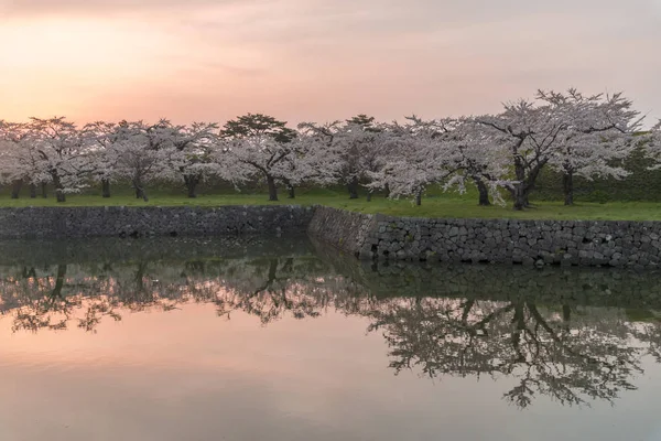 Gyönyörű cseresznye virágok teljes virágzás tavasszal Japánban — Stock Fotó