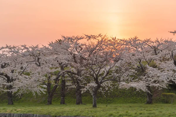 Bellissimi fiori di ciliegio in piena fioritura nella primavera del Giappone — Foto Stock