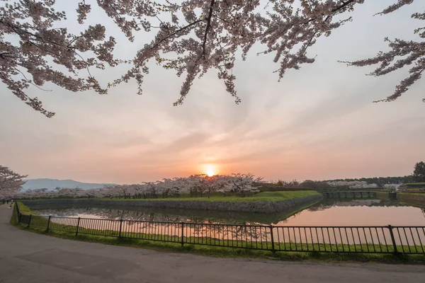 Vackra blommande körsbärsträd i full blom i våren i Japan — Stockfoto