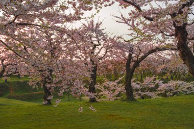 Japonya'da bahar tam bloom kiraz çiçekleri güzel