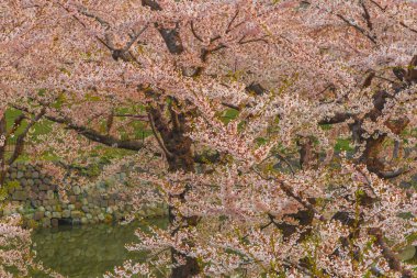 Japonya'da bahar tam bloom kiraz çiçekleri güzel