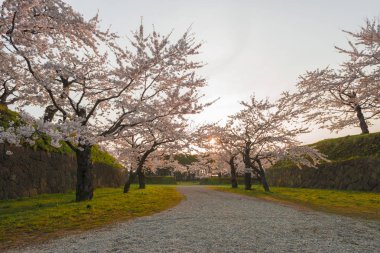 Japonya'da bahar tam bloom kiraz çiçekleri güzel