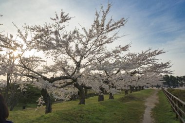 Japonya'da bahar tam bloom kiraz çiçekleri güzel