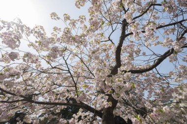 Japonya'da bahar tam bloom kiraz çiçekleri güzel