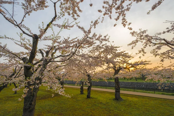 Весной в Японии цветут прекрасные сакуры — стоковое фото