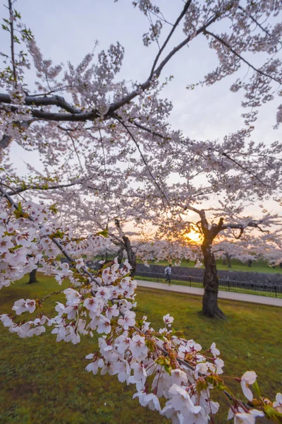 Piękny wiśniowe kwiaty w pełnym rozkwicie w wiosna z Japonii — Zdjęcie stockowe