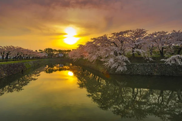 Όμορφα άνθη της κερασιάς σε πλήρη άνθιση στην άνοιξη της Ιαπωνίας — Φωτογραφία Αρχείου