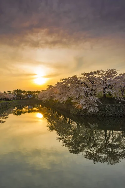 Bellissimi fiori di ciliegio in piena fioritura nella primavera del Giappone — Foto Stock